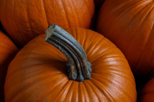 Many orange pumpkins background , Halloween holiday concept