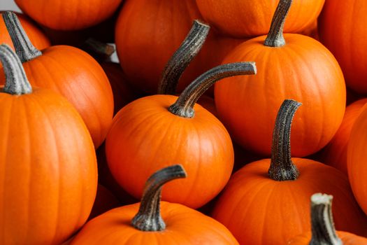 Many orange pumpkins background , Halloween holiday concept