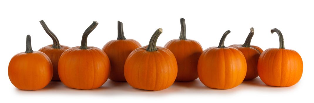 Autumn border of pumpkins in a row isolated on white background