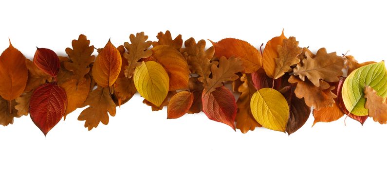 Colorful autumn leaves stripe design element isolated on white background copy space for text