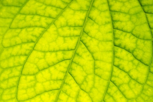 Texture of Wild Betel Leafbush green leaf structure. Concept of natural science.