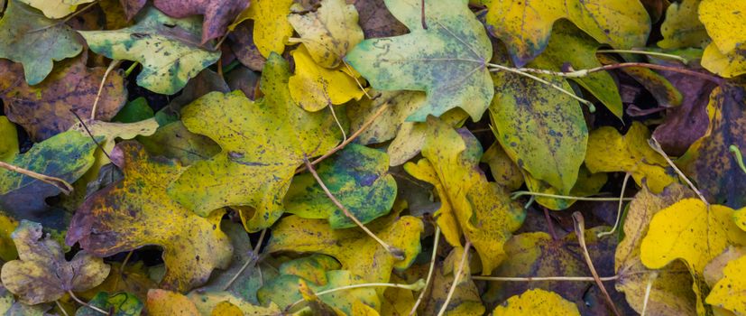 Autumn season background, pattern of fallen leaves in macro closeup