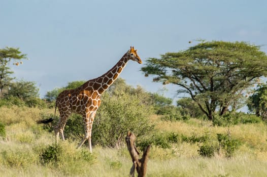 Giraffe crossing the trail in Samburu Park in central Kenya