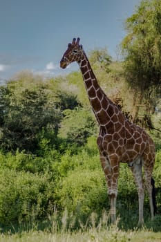 Giraffe crossing the trail in Samburu Park in central Kenya