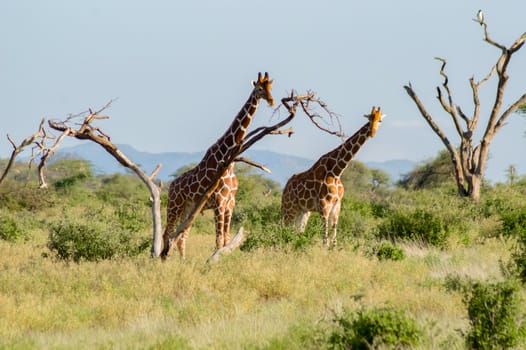 Flocks of giraffes in the savannah of Samburu Park in central Kenya