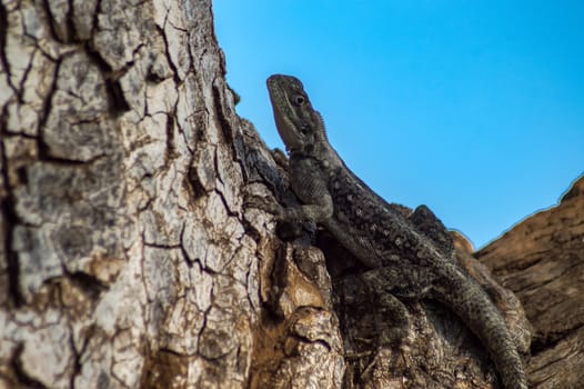 Lezard mey color led the coits on substing on a summer in samburu park in the center of Kenya