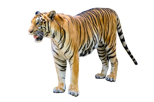 tiger White background Isolate full body