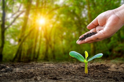 environment Earth Day In the hands of trees growing seedlings. Bokeh green Background Female hand holding tree on nature field grass Forest conservation concept