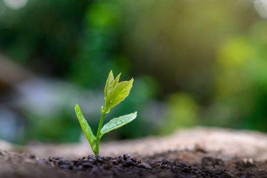 Planting seedlings young plant in the morning light on nature background