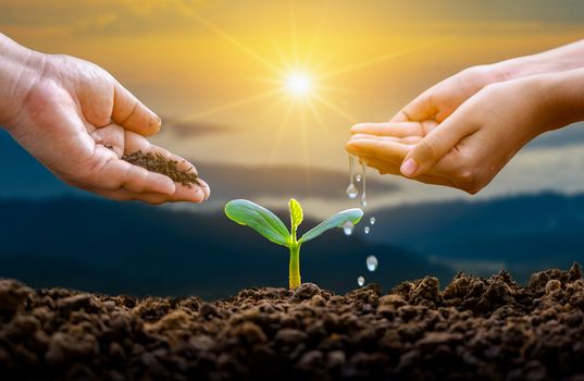 hand Watering plants tree mountain green Background Female hand holding tree on nature field grass Forest conservation concept