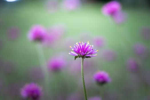 The background image of the colorful flowers, background nature