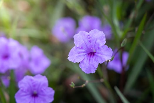 The background image of the colorful flowers, background nature