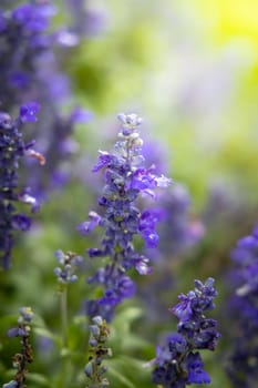 The background image of the colorful flowers, background nature