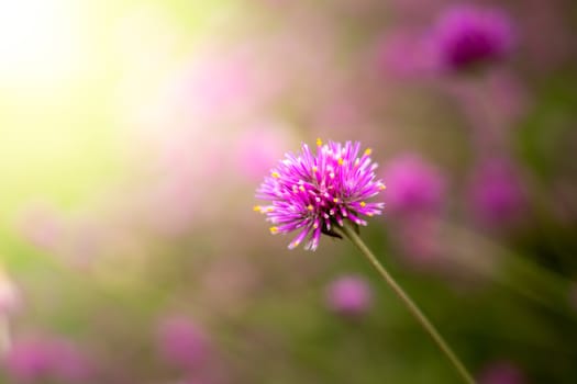 The background image of the colorful flowers, background nature