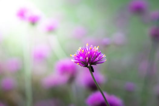 The background image of the colorful flowers, background nature