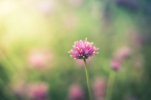 The background image of the colorful flowers, background nature