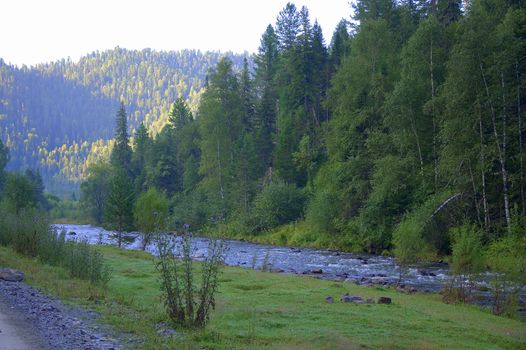 The shore of a rocky mountain river running through a morning summer forest. Altai, Siberia, Russia.