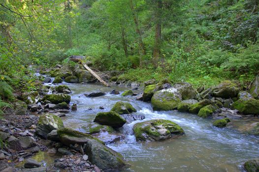 A stormy mountain river runs through a morning summer forest, skirting stones. Altai, Siberia, Russia.