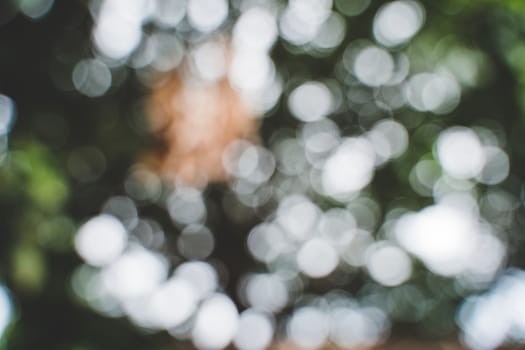 Blur image and bokeh from tree in daylight
