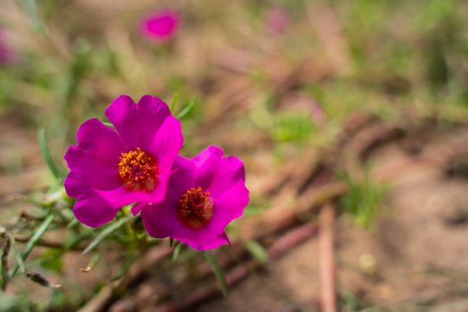 Selective focus on Flower Portulaca oleracea in garden,Close up. Common Purslane or Verdolaga flower