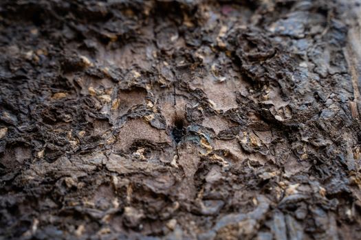 The Termites are eating the wood of the house. They destroy houses, wooden parts and destroy wood products.