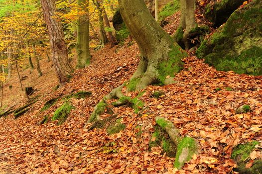 Beautiful autumn color forest with leaves and foliage