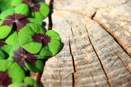 The picture shows lucky clover border on a wooden background.