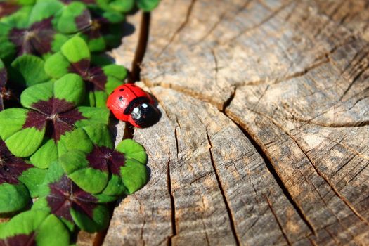 The picture shows a lucky clover border on an old tree trunk.