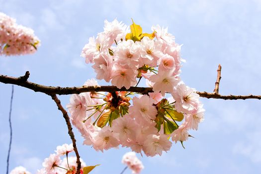 beautiful pink flowers in the early morning. The sakura on the cloudy sky background.