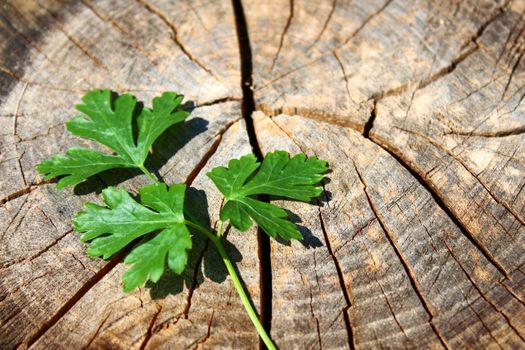 The picture shows parsley on an old wood.