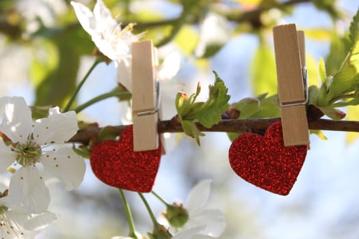 The picture shows red hearts in the blossoming cherry tree.