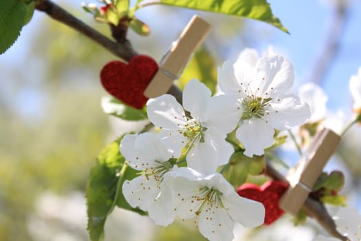 The picture shows red hearts in the blossoming cherry tree.