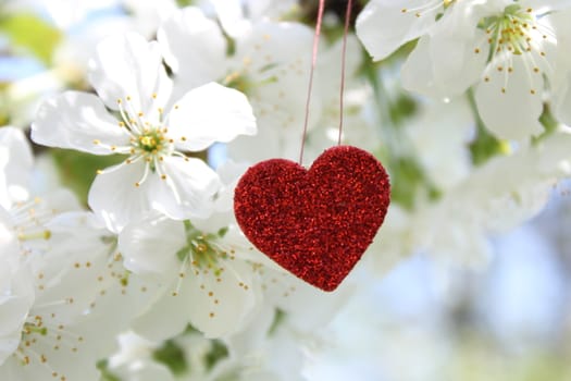 The pictureshows a red heart in the blossoming cherry tree.