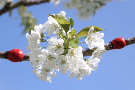 The picture shows a ladybug on a blooming cherry tree.