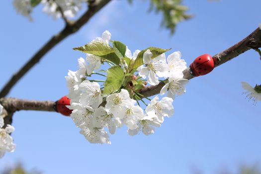 The picture shows ladybugs on a blooming cherry tree.