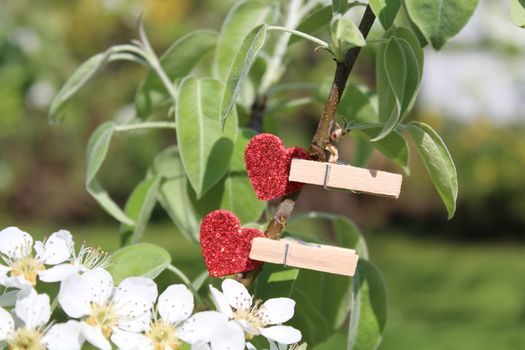 The picture shows a red heart in the pear tree.