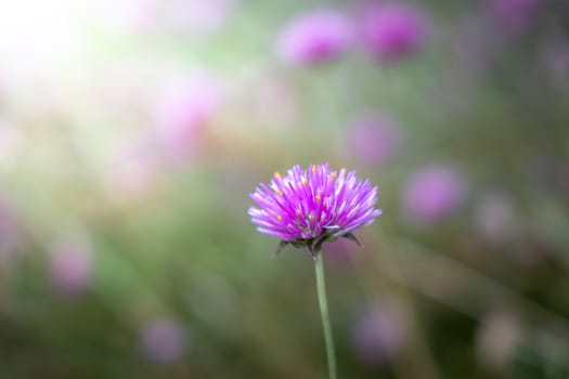 The background image of the colorful flowers, background nature