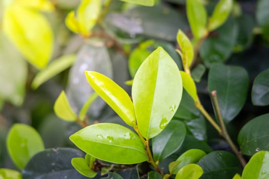 Close Up green leaf under sunlight in the garden. Natural background with copy space.