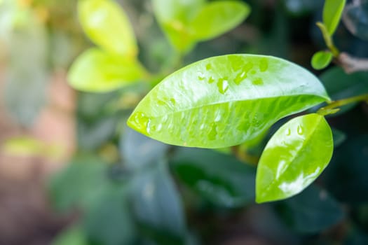 Close Up green leaf under sunlight in the garden. Natural background with copy space.