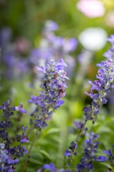 The background image of the colorful flowers, background nature