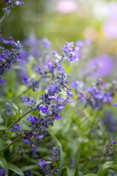 The background image of the colorful flowers, background nature