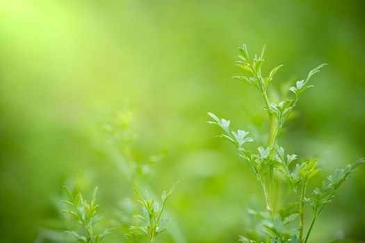 Coriandrum spp on green nature background and morning sunlight at organic farm. Closeup and copy space. Concept of medicinal plants or herb.