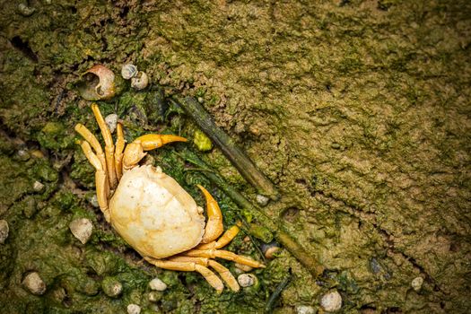 Crab dead on the mud. Closeup and copy space. The impact of the use of chemicals in agriculture.