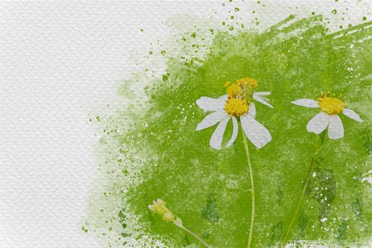 White flowering grass in green of meadow. Digital watercolor painting effect. Copy space for text.