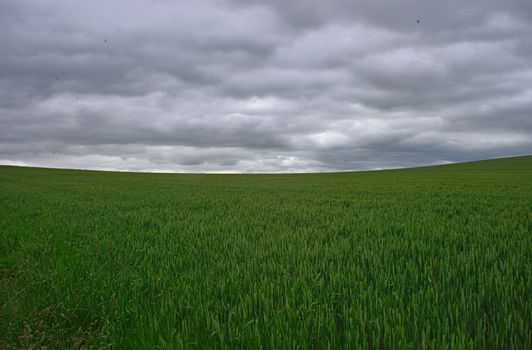 Scenic view on green wheat field and cloudy sky