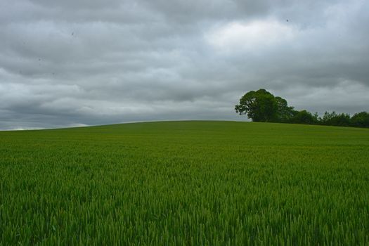 Scenic view on green wheat field and cloudy sky