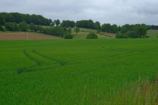 Wheat field with forests and sky in background