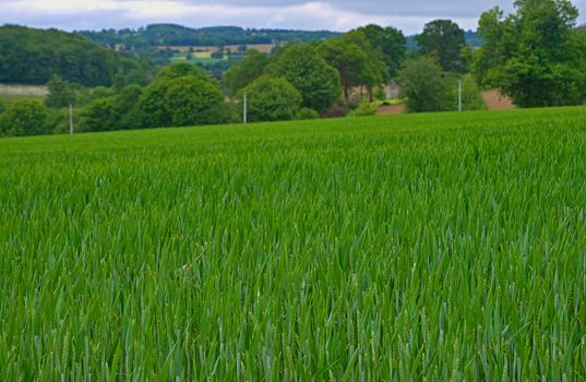 Wheat field with forests and sky in background