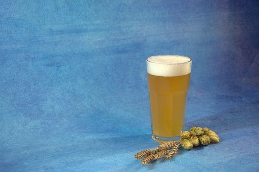 Glass of light beer with foam, hops fruits and ears of wheat on a blue background. Close-up.