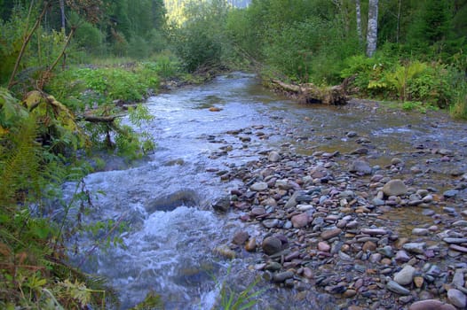 A small mountain river flowing through the morning forest. Altai, Siberia, Russia.